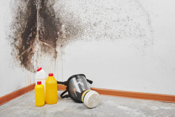 Best Kitchen Mold Remediation in Cherry Valley, CA