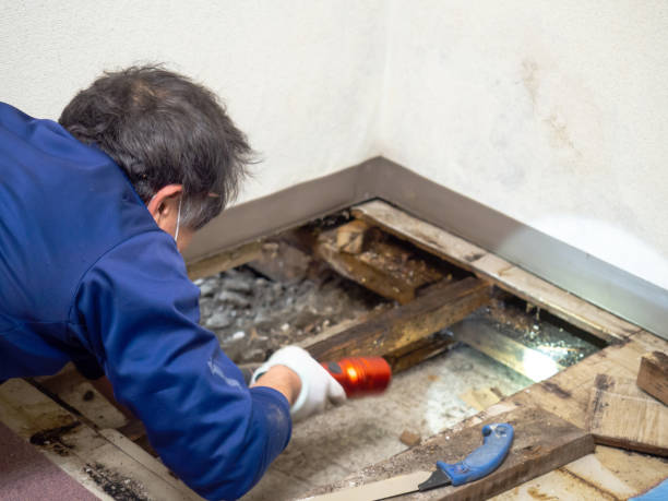 Best Post-Flood Mold Remediation in Cherry Valley, CA