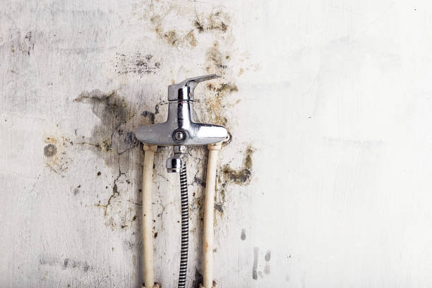 Best Health and Safety Mold Remediation in Cherry Valley, CA