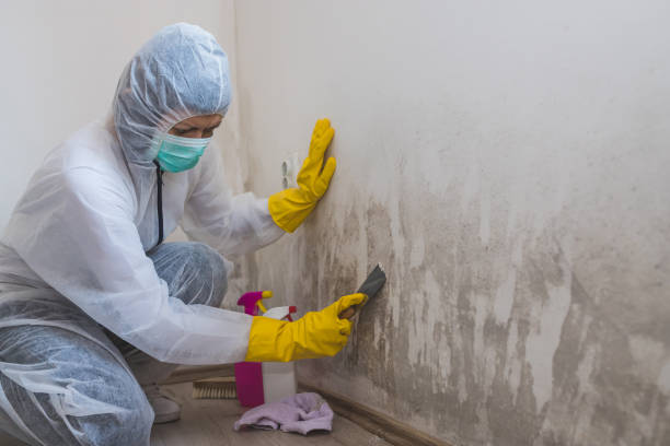 Best Attic Mold Remediation in Cherry Valley, CA