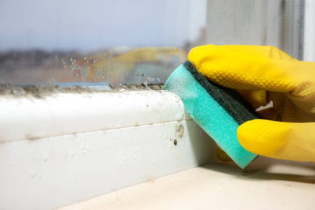 Best Mold Testing and Inspection Services in Cherry Valley, CA
