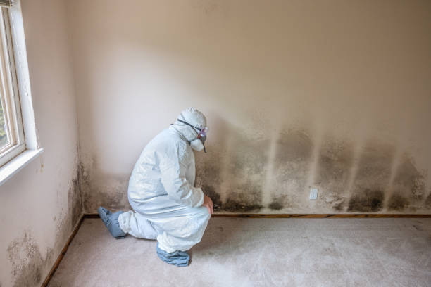 Best Basement Mold Remediation in Cherry Valley, CA