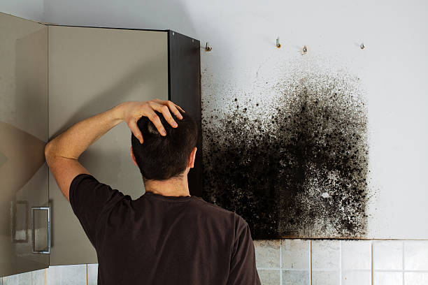 Best Preventive Mold Services in Cherry Valley, CA