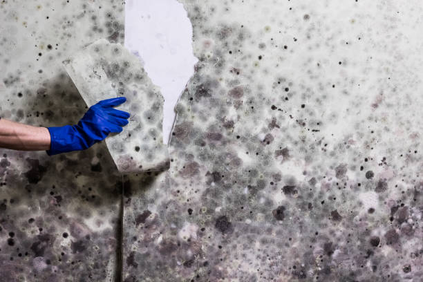 Best HVAC Mold Remediation in Cherry Valley, CA