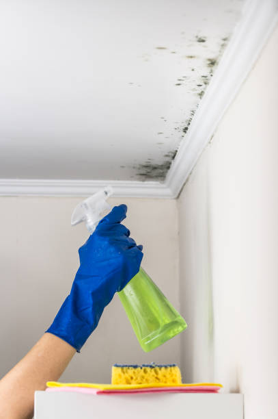 Best Residential Mold Remediation in Cherry Valley, CA
