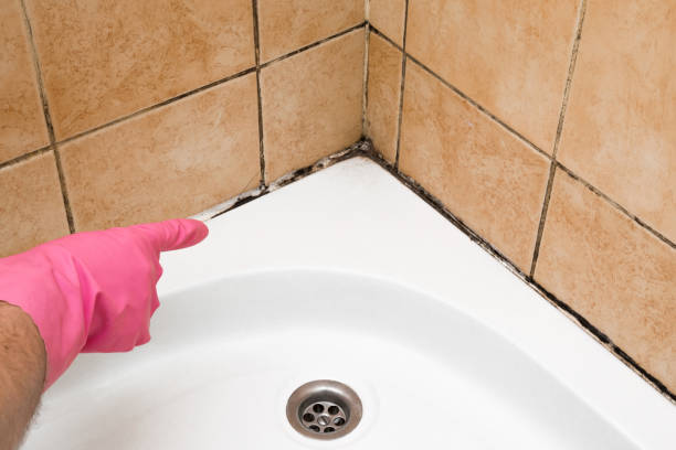 Best Crawl Space Mold Remediation in Cherry Valley, CA
